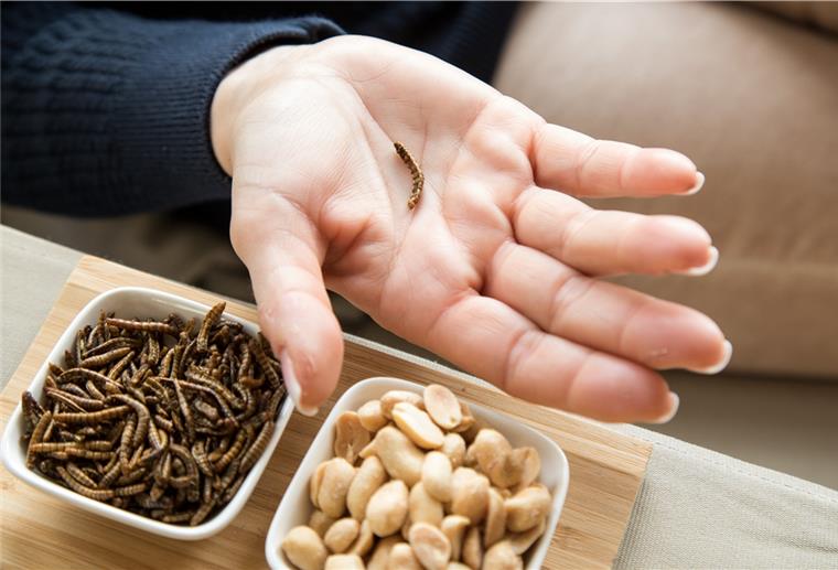 Ist der Mehlwurm ein leckerer Snack oder bedenklich? Verbraucher sollten bei insektenhaltigen Lebensmitteln lieber skeptisch sein.