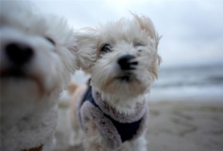 Kreuzfahrt mit Hund: Die neue Idee polarisiert Experten und Tierfreunde Ist die Kreuzfahrt für Hund und Halter eine gute Idee?