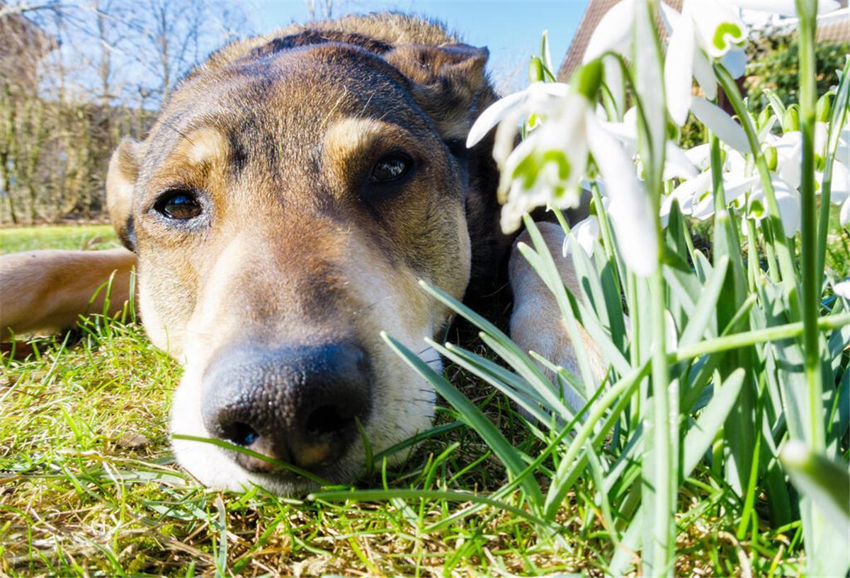 Pollenallergie auch bei Hund und Katze möglich ILLUSTRATION - Ist ein Hund allergisch gegen Pollen oder Gräser, sind am häufigsten die Pfoten, die Schnauze, die Ohren oder auch die Augenpartie von allergischen Reaktionen betroffen. (zu dpa: «Pollenallergie auch bei Hund und Katze möglich») Foto: Markus Scholz/dpa-tmn - Honorarfrei nur für Bezieher des dpa-Themendienstes +++ dpa-Themendienst +++