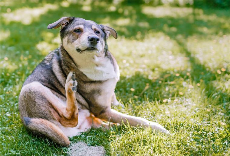 So schützt man seine Haustiere am besten vor Flöhen Ein sich kratzender Hund