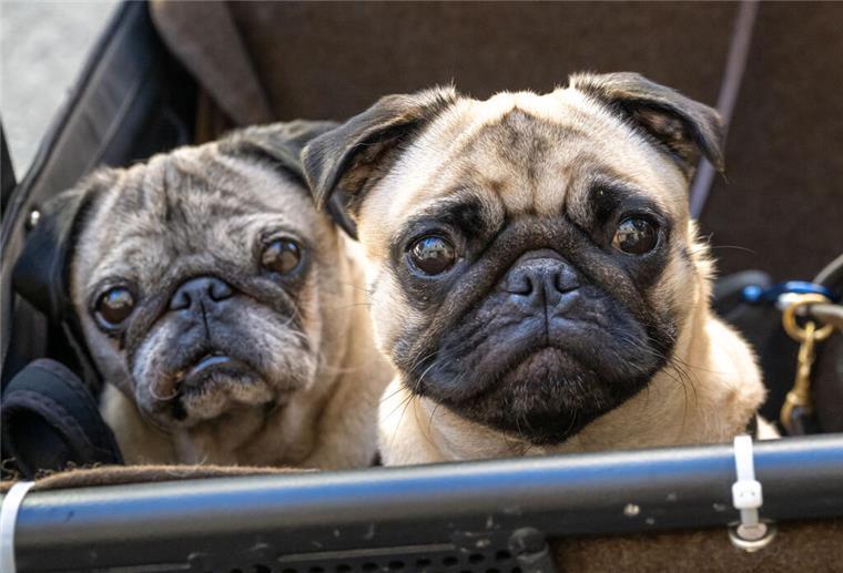 Sind Hunde nur noch ein Mode-Accessoire? Möpse