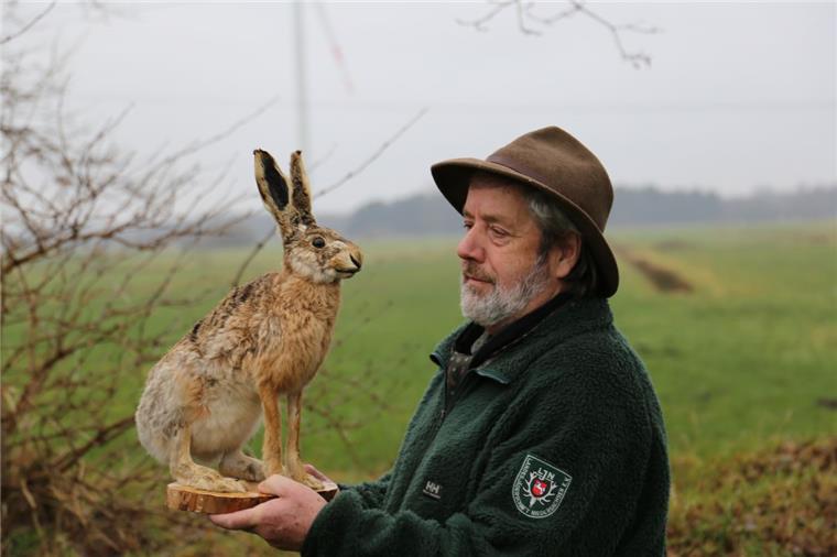 Cuxland-Jäger schlägt Alarm: Stirbt unser „Osterhase“ aus? Jäger Hermann Kück mit einem Tierpräparat: Der Feldhase ist seit jeher im Cuxland heimisch. Nun ist seine Existenz in einigen Revieren bedroht.