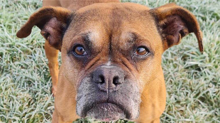 Die sensible Senioren-Hündin „Jayla“ sucht ein liebevolles Zuhause Ein Hund mit Schlappohren guckt in die Kamera.