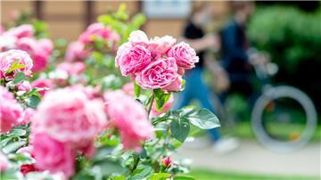 Jede Menge blühende Rosen sind immer dabei, wenn die Aktion Offene Gartenpforte startet. Diesen Sommer soll es wieder soweit sein.