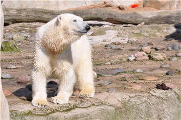 Jetzt heißt es Abschied nehmen. Eisbärin Lili zieht zu ihrer Schwester Lale nach Emmen. 