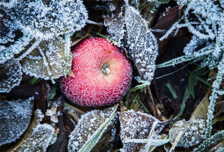 So gelingt der Start ins Gartenjahr ILLUSTRATION - Jetzt ist ein guter Zeitpunkt, um die Pflanzen im Garten auf den Frühling vorzubereiten. (zu dpa: «So gelingt der Start ins Gartenjahr») Foto: Christin Klose/dpa-tmn - Honorarfrei nur für Bezieher des dpa-Themendienstes +++ dpa-Themendienst +++