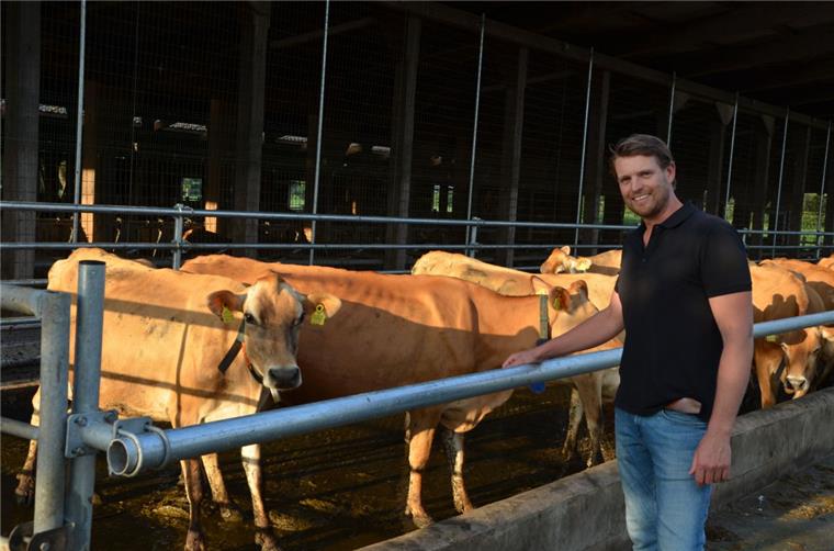 Niedliche Jersey-Kühe grasen in Infeld Joost Wopereis hat sein Herz an Jersey-Kühe verloren.