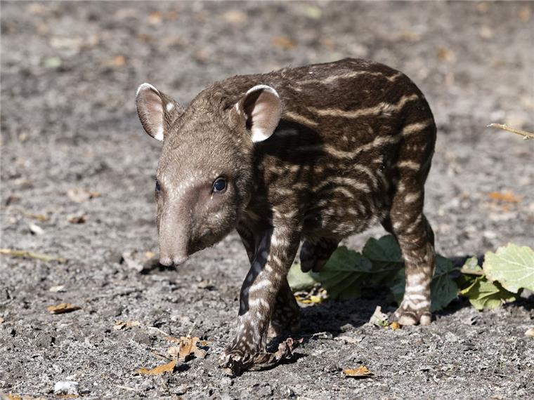 Im Jaderpark gibt's ein Tapirbaby zu beobachten Jüngster Tiernachwuchs, der kleine Tapirjunge.