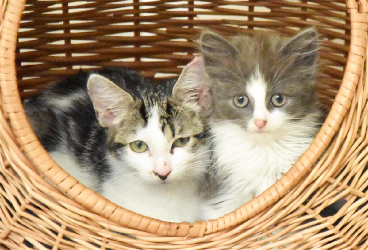 Zwei Kitten kuscheln im Körbchen.