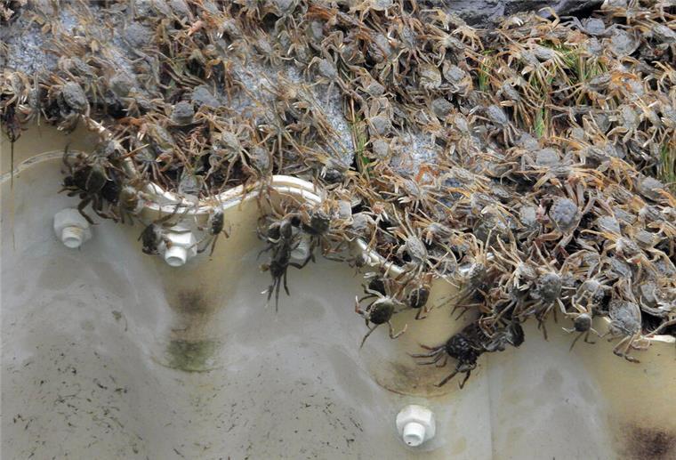 Krabben-Invasion an der Nordsee! So gefährlich sind die Tiere für unsere Küste junge Wollhandkrabben