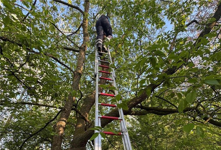 Spektakulärer Feuerwehreinsatz im Schulwald – Kind saß in Baumkrone fest Junge klettert auf Baum – und kommt nicht mehr runter