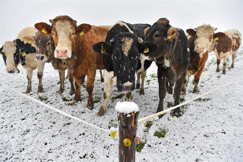 Junge Kühe standen bereits am Sonntag auf einer leicht schneebedeckten Wiese bei Isny im Allgäu (Baden-Württemberg).