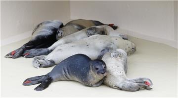 Junge verwaiste Seehunde werden in Friedrichskoog (Schleswig-Holstein) aufgepäppelt. 