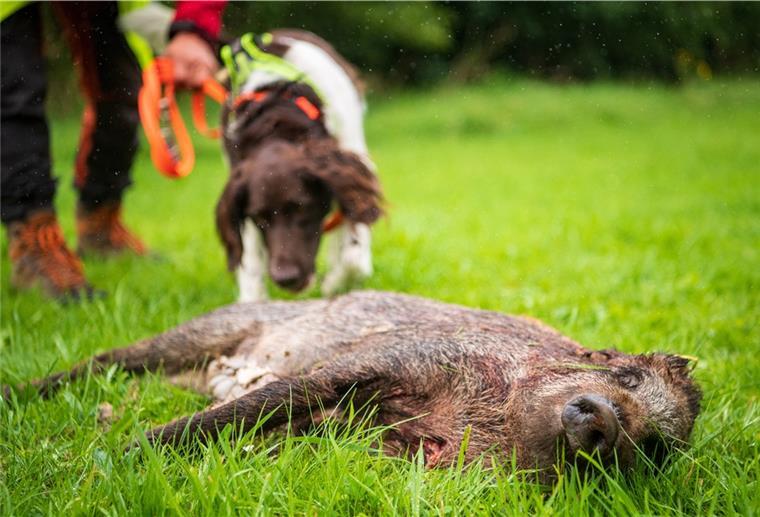 Cuxland bereitet sich auf Afrikanische Schweinepest vor Kadaversuchhunde, die wie hier das Aufspüren von Wildschweinen trainieren, um die Afrikanischen Schweinepest (ASP) zu bekämpfen, sind gefragt. Auch Jäger im Cuxland können ihre Vierbeiner ausbilden lassen.