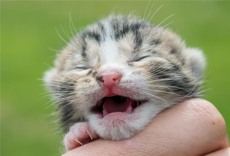 Eine Person hält eine Babykatze in der Hand.