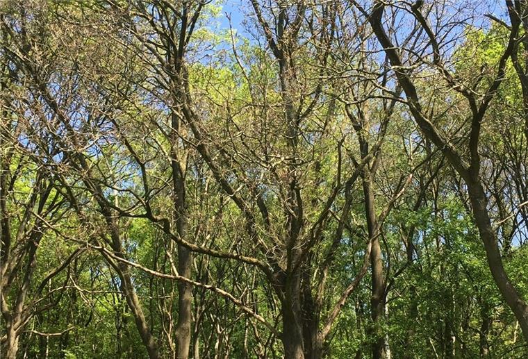 Bremerhaven: Raupen fressen Bäume kahl Kahle Zweige: Raupen tun sich derzeit an Bäumen im Bremerhavener Stadtsüden gütlich.