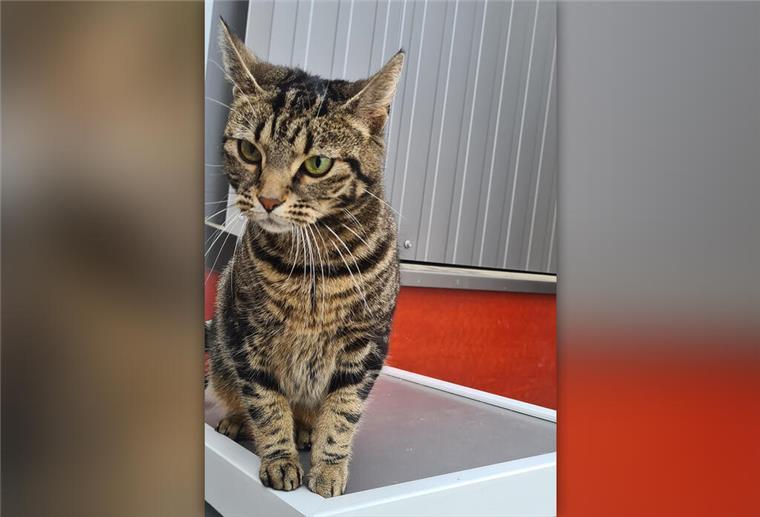 Launische Katzendame Kalisi sucht ein neues, kinderloses Zuhause Kalisi ist eine verspielte und verschmuste, etwa 3 Jahre alte Katzendame.