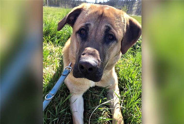Schmusehund mit Schutzinstinkt: Kangal-Mix Anton will ankommen Anton ist ein junger Kangal-Mix mit großem Herz – wenn man sein Vertrauen gewinnt. Ein Haus mit Garten wäre für ihn ideal.