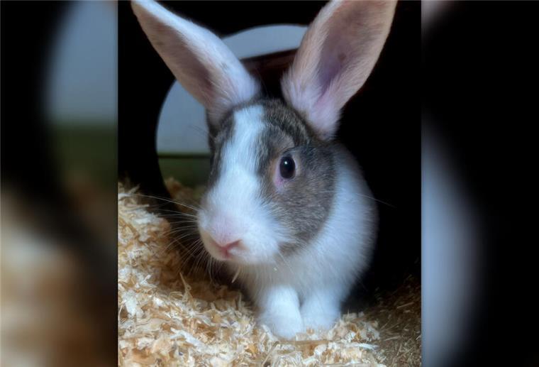 Kaninchen Blitz ist auf der Suche nach einem neuen Zuhause Kaninchen Blitz würde sich über ein neues artgerechtes Zuhause freuen.