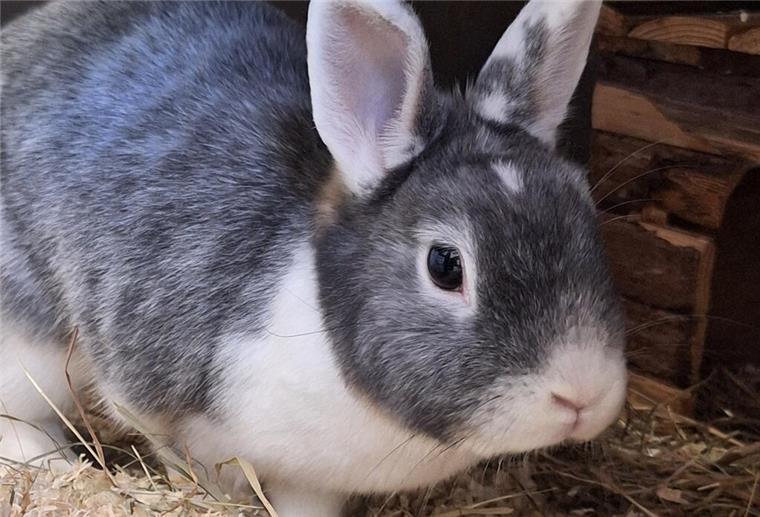 Kaninchen-Dame Goldina will nicht länger alleine sein Kaninchen Goldina sucht ein neues Zuhause.