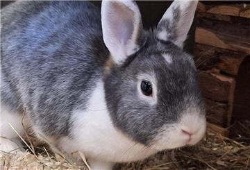 Kaninchen Goldina sucht ein neues Zuhause.