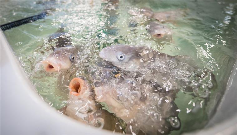 Jetzt sind alle Thünen-Mitarbeiter an Bord im Fischereihafen Karpfen und Barsche befinden sich schon in der Aquakulturanlage des Thünen-Instituts. Aale werden als nächste erwartet.