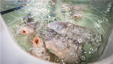 Karpfen und Barsche befinden sich schon in der Aquakulturanlage des Thünen-Instituts. Aale werden als nächste erwartet.