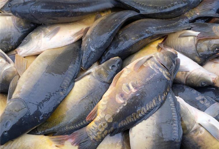 Teure Mahlzeit zu Ostern: Fische werden knapp Karpfen aus einem Teich