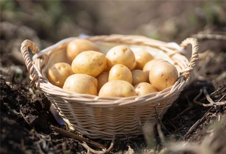 Verbraucher irritiert! Neue Kennzeichnung bei Kartoffeln sorgt für Wirbel Kartoffeln liegen in einem Körbchen. Kartfoffeln im Supermarkt erhalten vielerorts neuerdings die Vegan-Kennzeichnung. Das sorgt bei Verbrauchern für Kopfschütteln.