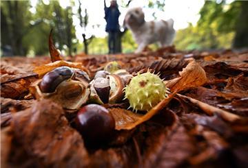 Kastanien liegen in einem Park am Wegesrand.
