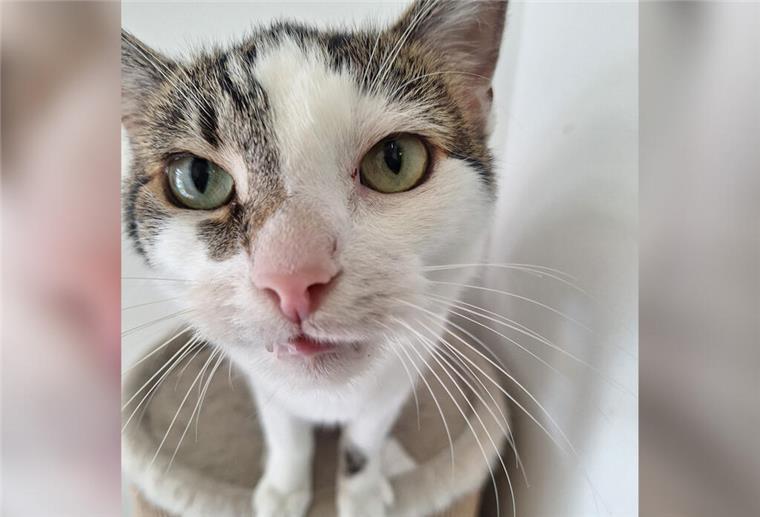 Ein Kater guckt in die Kamera.