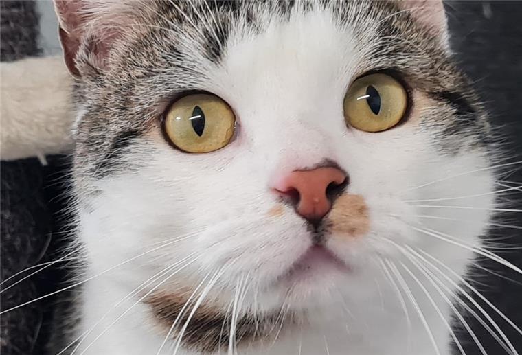 Kater Diego aus dem Tierheim in Wittstedt.