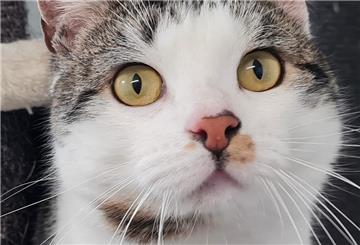 Kater Diego aus dem Tierheim in Wittstedt.