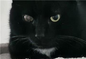 Kater