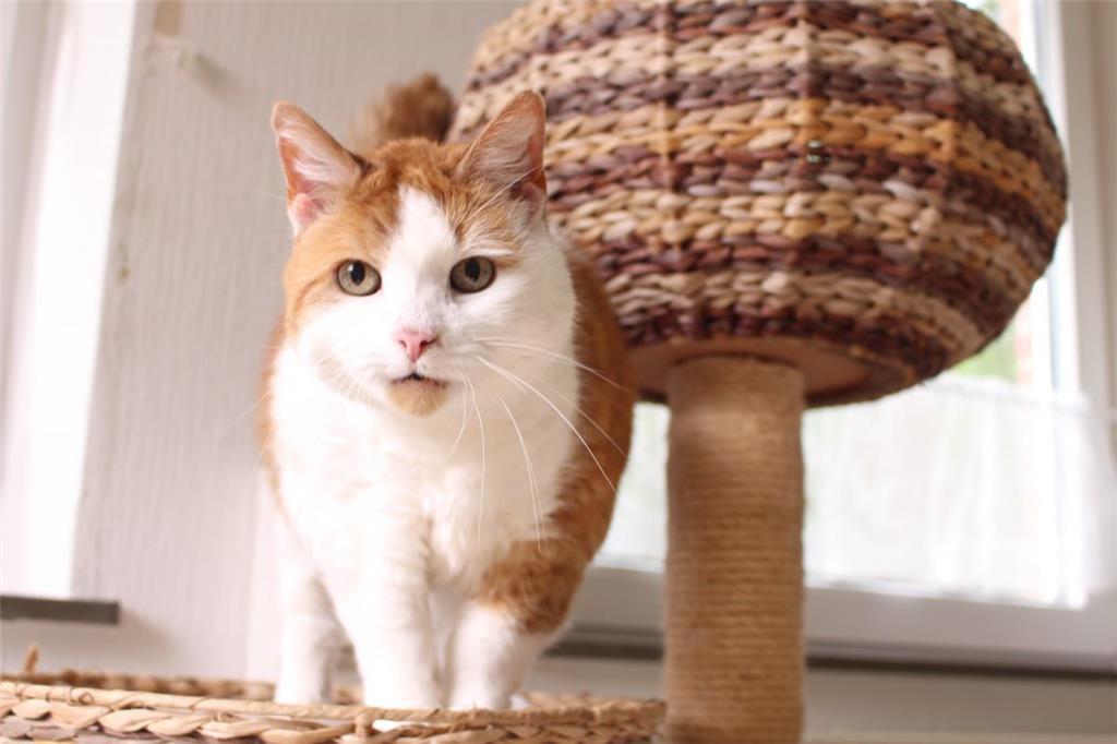 Kater Felix sucht noch ein Zuhause.  Er ist verschmust und wird gerne gestreiche...