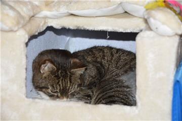 Kater Kuddel – von der schweren Operation noch sichtlich mitgenommen – ruht sich in der Höhle seines Kratzbaums aus. 