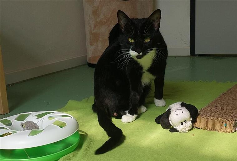 Kater Loran liebt es zu kuscheln Kater Loran hat einen liebevollen Charakter.