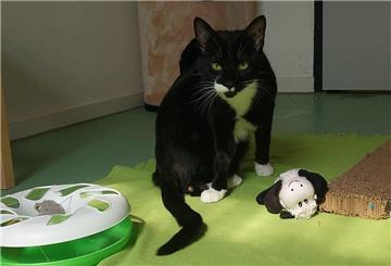 Kater Loran hat einen liebevollen Charakter.