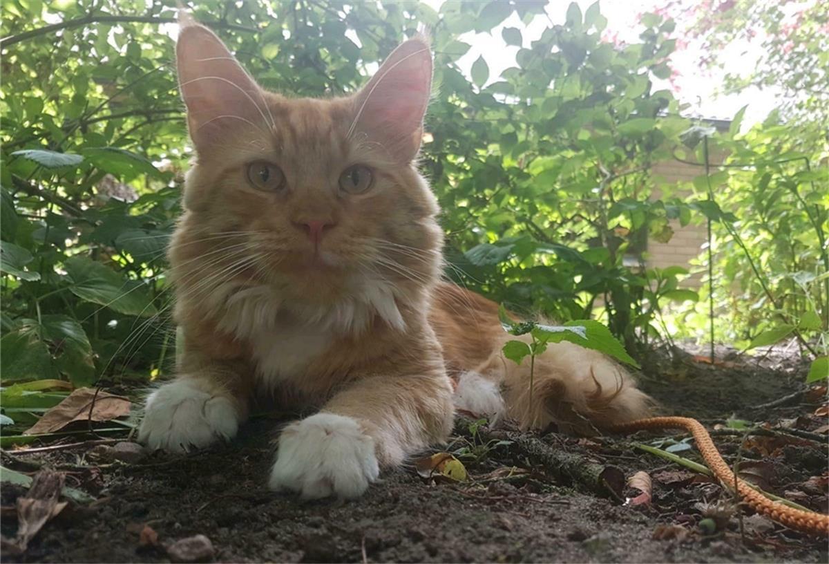 Kater Nino ist bereits seit Januar 2019 verschwunden. Seine Besitzerin hat die Hoffnung aber nicht aufgegeben, ihn wiederzusehen.