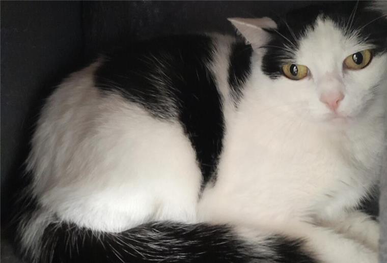 Katze Daria sucht ein Zuhause bei geduldigen Menschen Katze Daria