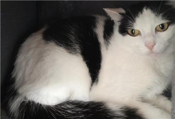 Katze Daria