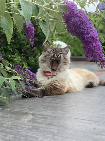 Katze Mau von Familie Marechal aus Großensiel ist ein sehr entspannter Zeitgenos...