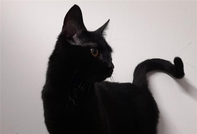 Katze "Night" ist abzugeben.