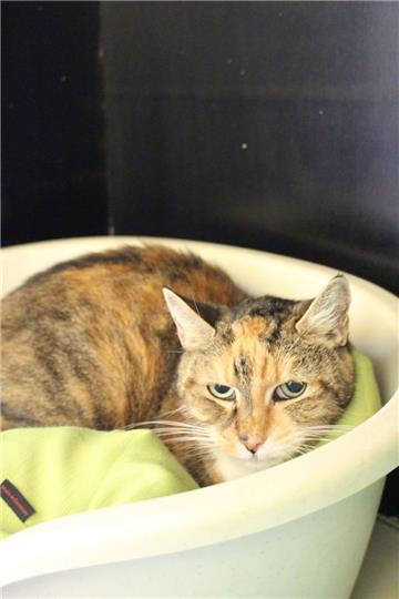 Katze Susi ist ein wenig scheu, sucht aber auch noch ein liebes Herrchen.