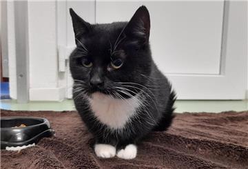 Katze Tatjana ist kontaktfreudig und genießt ihre Streicheleinheiten.