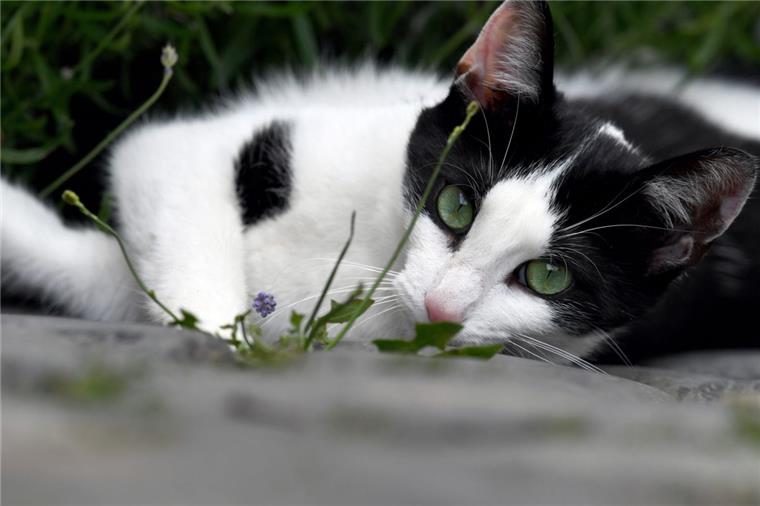 Landkreis Rotenburg winkt bei Kastration von Katzen ab Katzen sind beliebte Haustiere, die gerne auch herumstreunen. Weil viele nicht kastriert sind, vermehren sich die Tiere zum Teil unkontrolliert.