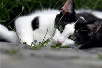 Katzen sind beliebte Haustiere, die gerne auch herumstreunen. Weil viele nicht kastriert sind, vermehren sich die Tiere zum Teil unkontrolliert.
