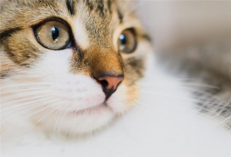 Studie: Wie normal ist eigentlich eure Katze? Katzen sind beliebte Haustiere und werden unter anderem für ihre Zuneigung geschätzt.