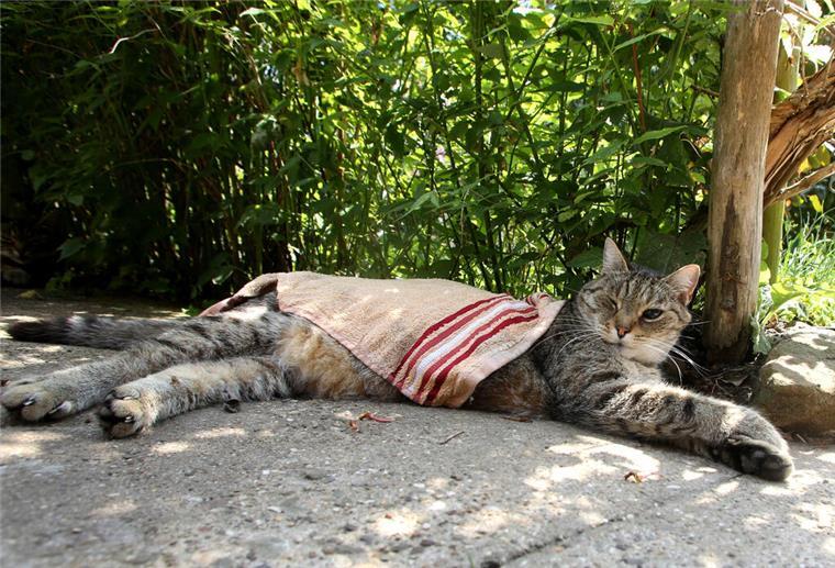 Bei großer Hitze: Abkühlung für Katzen Katze im Schatten