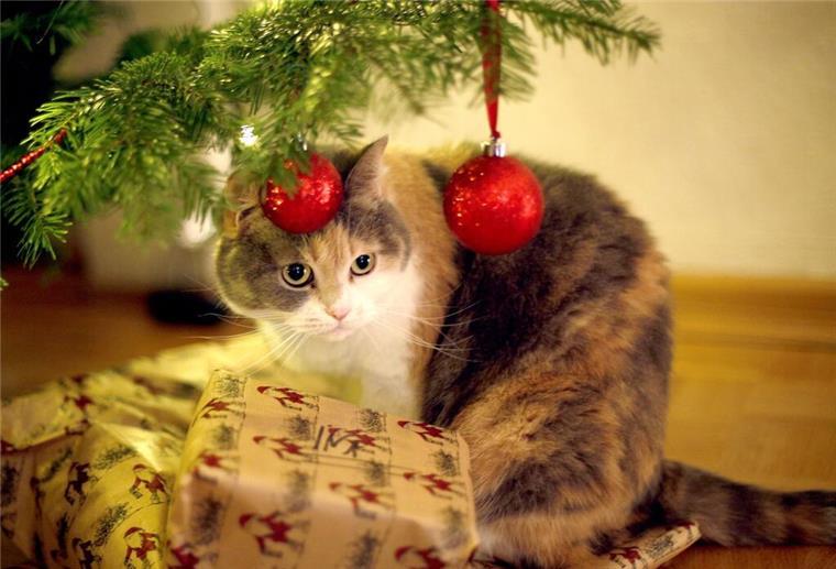 Tierärztin warnt: Weihnachtsdeko kann für Katzen eine Gefahr sein Katze unter dem Weihnachtsbaum
